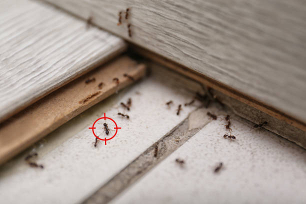 Best Insect Control  in Solana Beach, CA