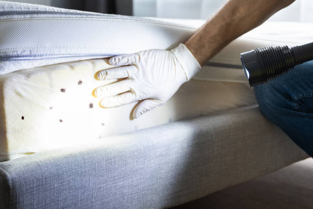Flea Control Services in Solana Beach, CA