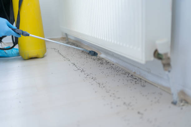 Best Ant Control Services  in Solana Beach, CA